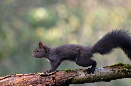 veverička
