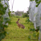 zajko vo vinohrade
