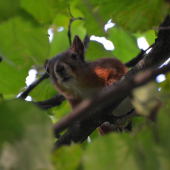 trojchlpová briadka