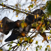 kormorán si suší pierka