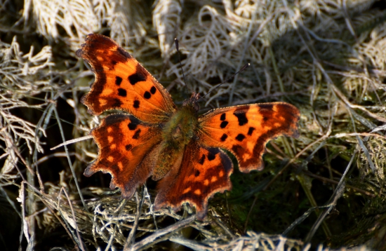 babôčka zubatokrídla