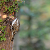 kôrovník dlhoprstý