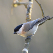 sýkorka čiernohlavá