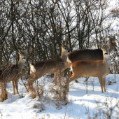 srnček s kamoškami
