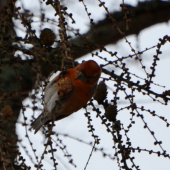 krivonos smrekový, samček