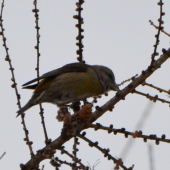 krivonos smrekový, samička