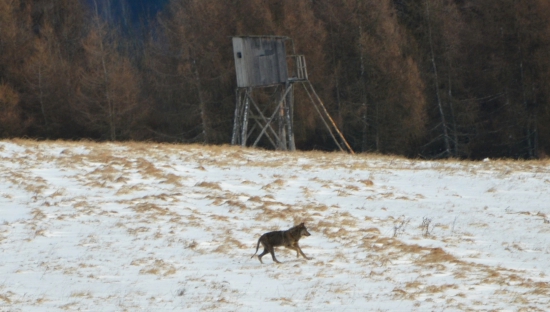 vlkovo šťastie, prázdny posed