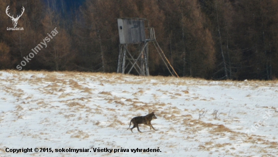 vlkovo šťastie, prázdny posed