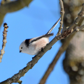 mlynárka dlhochvostá