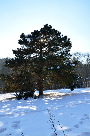 majestátny strom