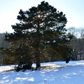 majestátny strom