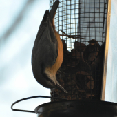 brhlík má rád orechy