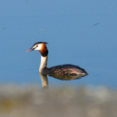 potápka chocholatá