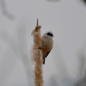 kúdelníčka lužná