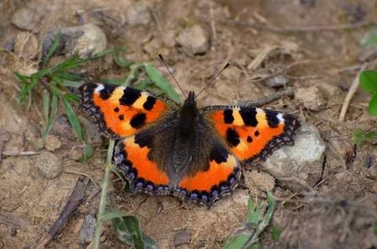 babôčka pŕhľavová