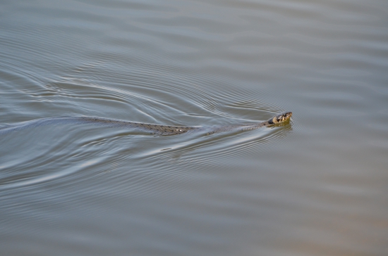plavecký štýl užovky