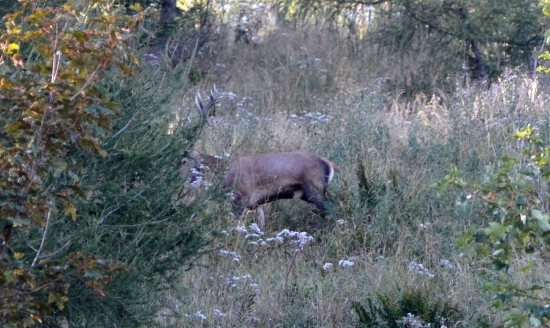 jelenček