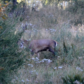 jelenček