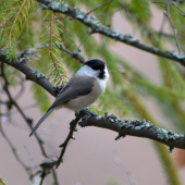 sýkorka čiernohlavá