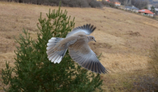 nálet