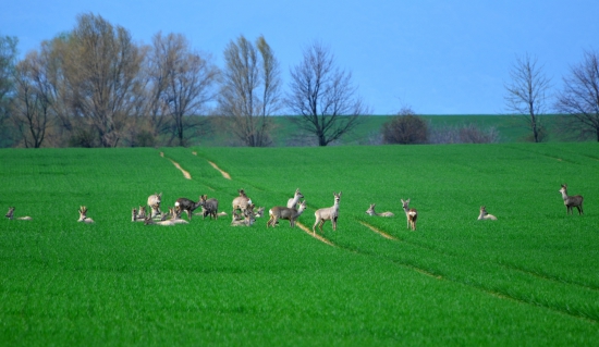 veľká rodina