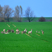 veľká rodina