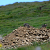 svište na Kráľovej holi