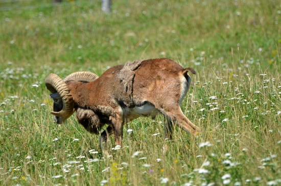 muflon