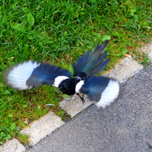 štart