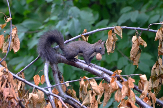 pracovitá veverička