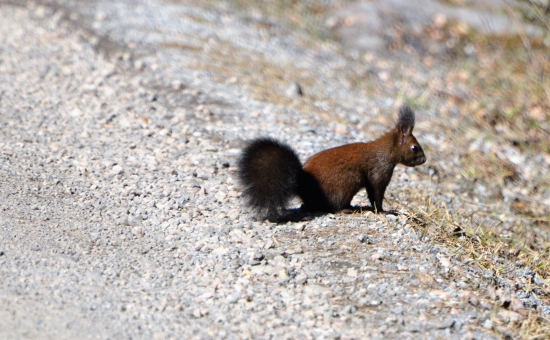 veverička zbierala kamienky