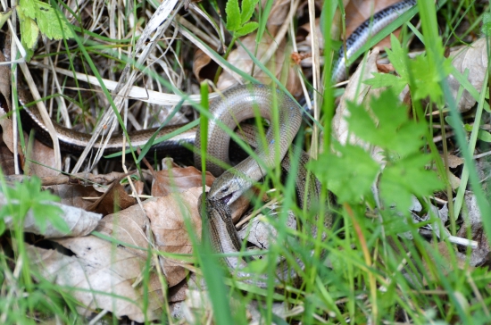 zvádzanie slepúchov