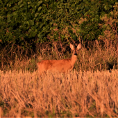 východ slnka v očiach