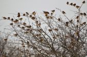 kopa vrabcov+jeden