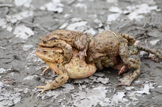 ropucha bradavičnatá 4x