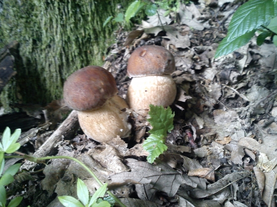 Prvé tohoročné dubáčiky