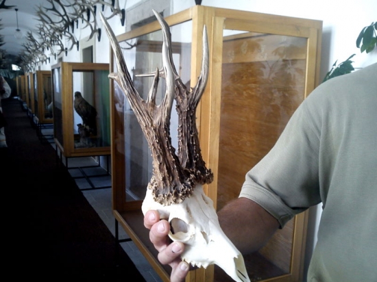 Najsilnejší srnec Hontu II