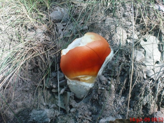 Muchotrávka cisárska