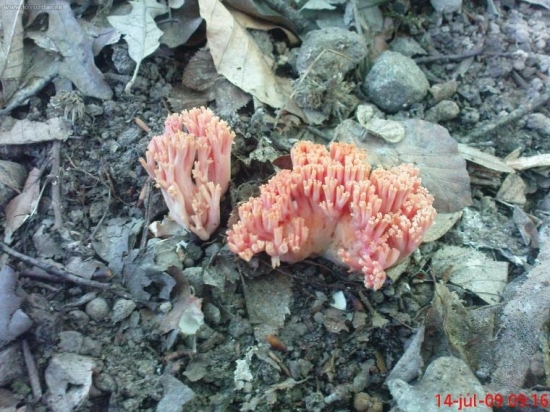 Strapačka úhľadná