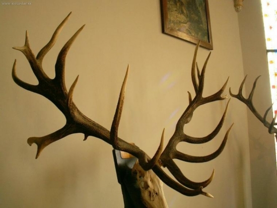 Najsilnejší maďarský jeleň