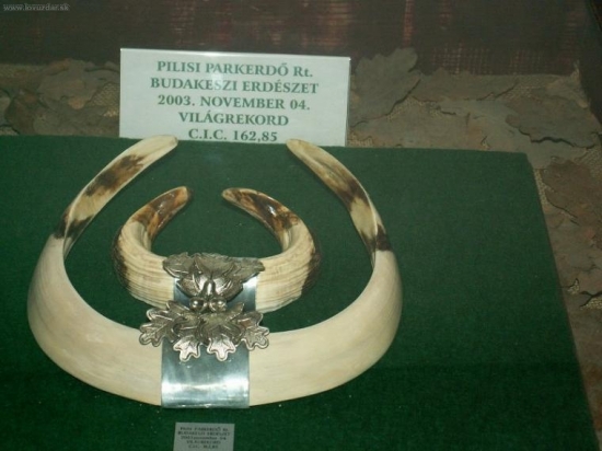 Svetový rekord diviaka