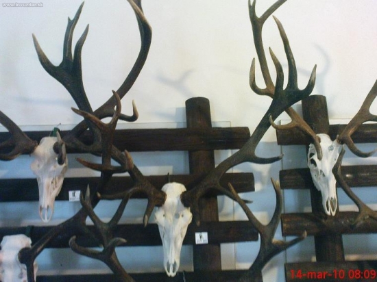 Njsilnejší jeleň ChP 204,98