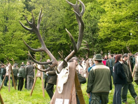 Zlatý jeleň 231,28