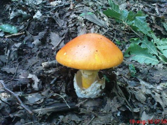 Muchotrávka cisárska