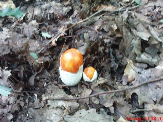 Muchotrávka cisárska