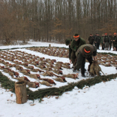 výrad