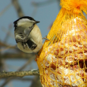 sýkorka leskohlavá