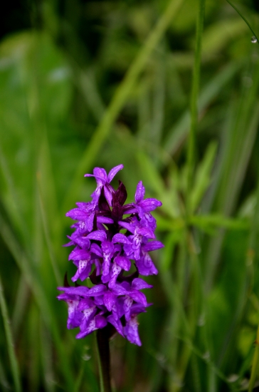 vstavačovec májový