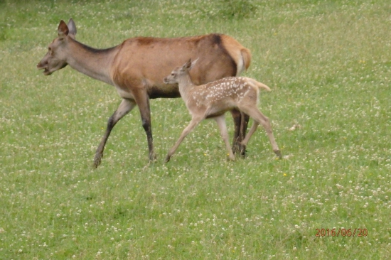 tesne za mamou