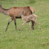 tesne za mamou